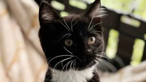 Illustration : Retrouvés parmi les ordures, ces 4 chatons qui ne pesaient que 120 grammes au moment de leur sauvetage sont désormais des forces de la nature