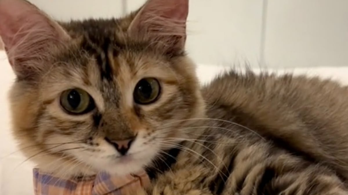 Illustration : "Arrivé en terre inconnue après un voyage éprouvant, ce chaton secouru découvre timidement son nouveau foyer (vidéo)"