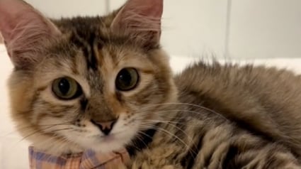 Illustration : Arrivé en terre inconnue après un voyage éprouvant, ce chaton secouru découvre timidement son nouveau foyer (vidéo)