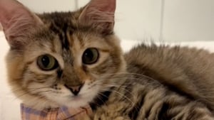 Illustration : "Arrivé en terre inconnue après un voyage éprouvant, ce chaton secouru découvre timidement son nouveau foyer (vidéo)"