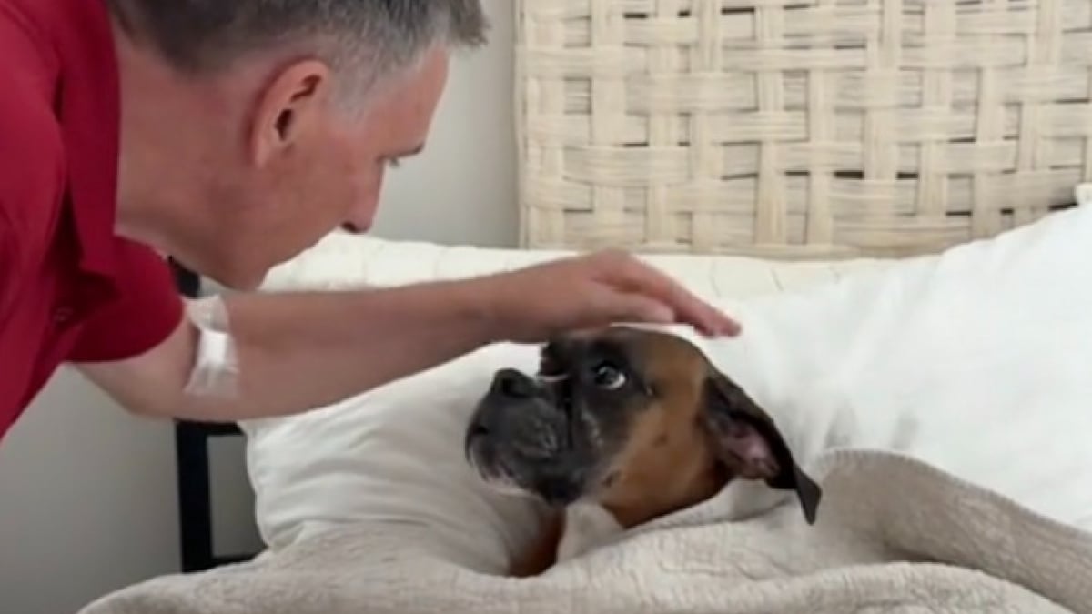 Illustration : "Choyée comme une princesse, cette femelle Boxer adore que son grand-père vienne la border au moment de la sieste (vidéo)"