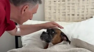 Illustration : "Choyée comme une princesse, cette femelle Boxer adore que son grand-père vienne la border au moment de la sieste (vidéo)"