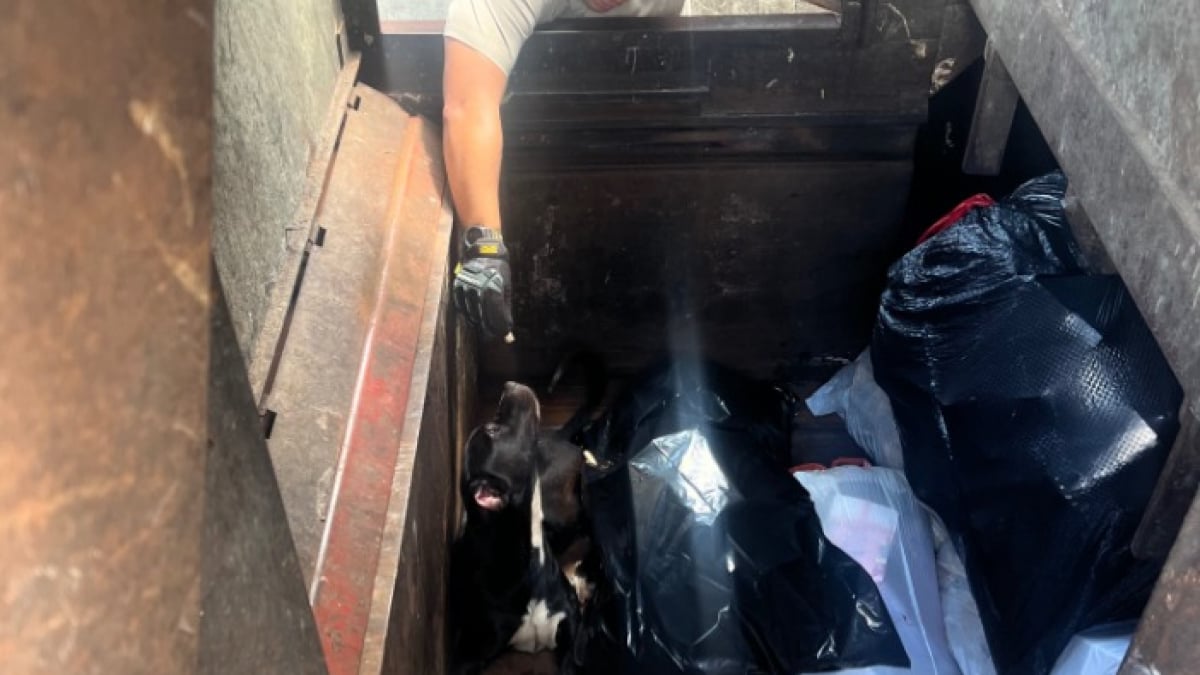 Illustration : "Un chien abandonné dans un compacteur de déchets reçoit une seconde chance grâce à un sauveteur dévoué"