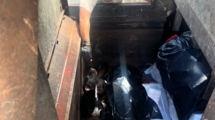 Illustration : Un chien abandonné dans un compacteur de déchets reçoit une seconde chance grâce à un sauveteur dévoué