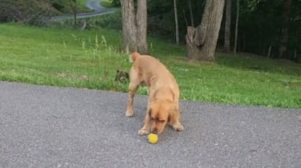 Illustration : Le nouveau chien du quartier se sert de sa balle et de sa bonne humeur pour se faire des amis dans le voisinage (vidéo)