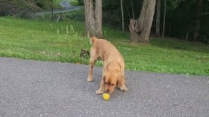 Illustration : "Le nouveau chien du quartier se sert de sa balle et de sa bonne humeur pour se faire des amis dans le voisinage (vidéo)"