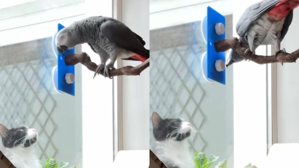 Illustration : "Un perroquet voit un chat par la fenêtre et utilise son bec, ainsi que sa voix, pour faire connaissance (vidéo) "