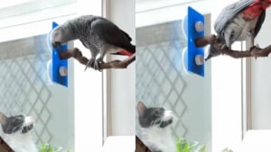Illustration : "Un perroquet voit un chat par la fenêtre et utilise son bec, ainsi que sa voix, pour faire connaissance (vidéo) "