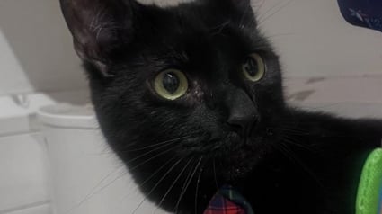 Illustration : "Cela aurait été trop stressant pour lui", le chat star d’une gare part à la retraite et découvre la vie à la campagne