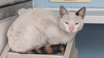 Illustration : Une chatte découverte dans le moteur d’un minibus après un voyage de 640 kilomètres 