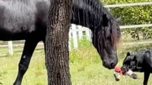 Illustration : "Meilleurs amis au monde, ce chien et ce cheval aiment jouer au tir à la corde (vidéo)"