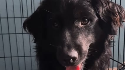 Illustration : En enquêtant, une femme découvre le passé douloureux du chien qu’elle vient d’adopter et lui offre un nouveau départ