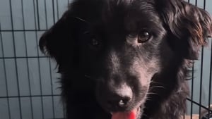 Illustration : En enquêtant, une femme découvre le passé douloureux du chien qu’elle vient d’adopter et lui offre un nouveau départ