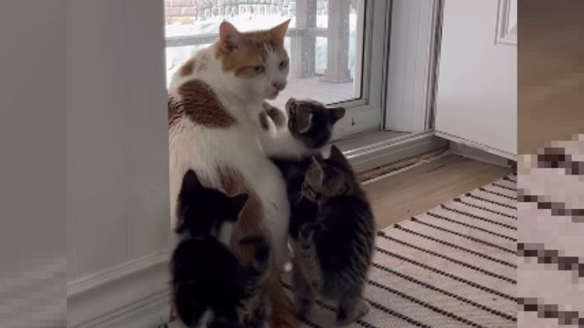 Illustration : "Cet ancien chat errant devient un adorable papa de substitution pour tous les chatons orphelins recueillis par sa maîtresse (vidéo)"
