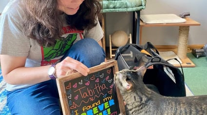 Illustration : Émotion immense lorsqu’une chatte, au refuge depuis 1 197 jours, trouve enfin sa famille pour la vie (vidéo)