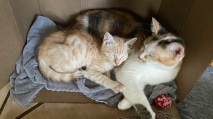 Illustration : "Maintenant, ils sont inséparables", cette chatte méfiante surprend ses maîtres en adoptant le chaton dans une scène touchante (vidéo)