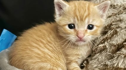 Illustration : Elle sauve un chaton de la rue et fait tout son possible pour le réunir avec sa famille