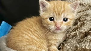 Illustration : "Elle sauve un chaton de la rue et fait tout son possible pour le réunir avec sa famille"
