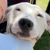 Illustration : Abandonné sans explication et ignoré lors d'un évènement d'adoption, un chien renoue avec le bonheur grâce à une vidéo