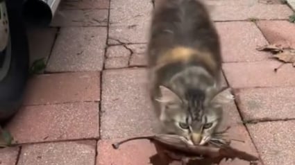 Illustration : "Vous avez tellement de chance de recevoir autant de cadeaux", cette chatte offre chaque jour des feuilles à sa maîtresse comme preuve d'amour (vidéo)