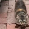 Illustration : "Vous avez tellement de chance de recevoir autant de cadeaux", cette chatte offre chaque jour des feuilles à sa maîtresse comme preuve d'amour (vidéo)