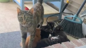 Illustration : "Nourrie tous les jours par une jeune femme, cette chatte errante décide qu’il est temps de lui présenter ses chatons (vidéo)"