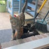 Illustration : Nourrie tous les jours par une jeune femme, cette chatte errante décide qu’il est temps de lui présenter ses chatons (vidéo)