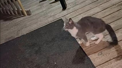 Illustration : Déterminée à en finir avec l’errance, une chatte de 5 mois tente sa chance auprès d’une famille et touche le gros lot