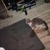 Illustration : Déterminée à en finir avec l’errance, une chatte de 5 mois tente sa chance auprès d’une famille et touche le gros lot
