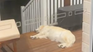 Illustration : "Malgré la séparation de ses propriétaires, cette Golden Retriever attend son maître tous les jours devant la maison et nourrit l’espoir secret qu’il revienne (vidéo)"
