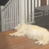Illustration : Malgré la séparation de ses propriétaires, cette Golden Retriever attend son maître tous les jours devant la maison et nourrit l’espoir secret qu’il revienne (vidéo)