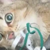 Illustration : "Il était raide, il ne bougeait pas", ce pompier sauve un chat des flammes et le ramène à la vie (vidéo)