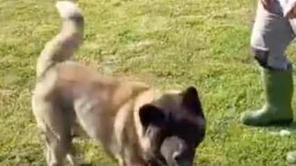 Illustration : "Il n’était pas du tout agressif", ce chien abandonné sans nourriture et seul dans un appartement accueille ses sauveteurs avec douceur