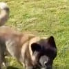 Illustration : "Il n’était pas du tout agressif", ce chien abandonné sans nourriture et seul dans un appartement accueille ses sauveteurs avec douceur