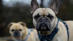 Illustration : L'association PETA attaque en justice l'American Kennel Club pour des standards de races jugés dangereux