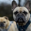 Illustration : L'association PETA attaque en justice l'American Kennel Club pour des standards de races jugés dangereux