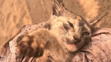 Illustration : Un miaulement désespéré guide une mère et sa fille vers un chaton piégé après une crue dévastatrice