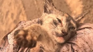 Illustration : Un miaulement désespéré guide une mère et sa fille vers un chaton piégé après une crue dévastatrice