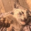 Illustration : Un miaulement désespéré guide une mère et sa fille vers un chaton piégé après une crue dévastatrice