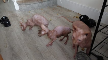 Illustration : L’odeur insoutenable d’une maison abandonnée mène la police à 7 Sphynx en détresse