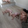 Illustration : L’odeur insoutenable d’une maison abandonnée mène la police à 7 Sphynx en détresse