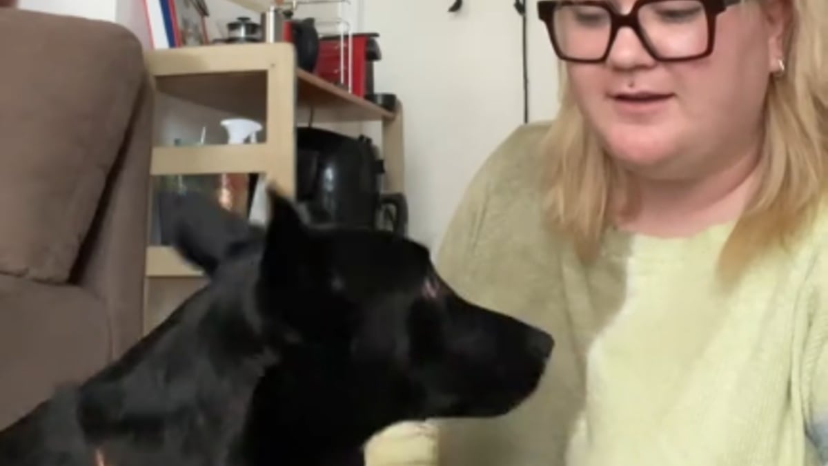 Illustration : "Elle adopte un chien à l'étranger et apprend la langue grâce à lui après avoir découvert qu'il connaissait ses ordres de base (vidéo)"