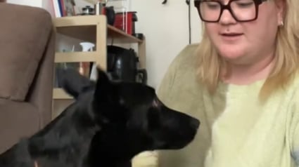 Illustration : Elle adopte un chien à l'étranger et apprend la langue grâce à lui après avoir découvert qu'il connaissait ses ordres de base (vidéo)