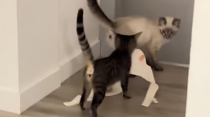 Illustration : "J'ai regardé ça un million de fois", 3 chats curieux sont filmés en plein braquage de soutien-gorge (vidéo)
