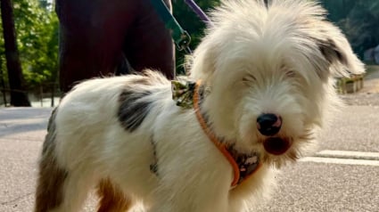 Illustration : "Il n’est pas responsable d’être né ainsi", ce chiot sourd et partiellement aveugle abandonné sur l'autoroute attend juste d’être aimé (vidéo)