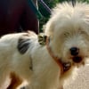 Illustration : "Il n’est pas responsable d’être né ainsi", ce chiot sourd et partiellement aveugle abandonné sur l'autoroute attend juste d’être aimé (vidéo)