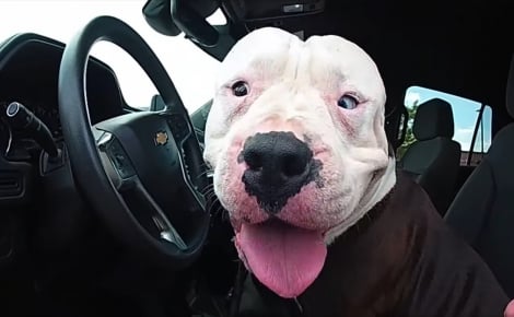 Un chien perdu s’installe dans une voiture de patrouille, le policier surpris et amusé part à la recherche de sa famille (vidéo)