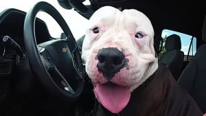 Illustration : "Un chien perdu s’installe dans une voiture de patrouille, le policier surpris et amusé part à la recherche de sa famille (vidéo)"