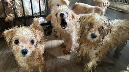 Illustration : "Dès qu’on franchit la porte, les yeux brûlent", l’enfer découvert derrière une maison abritant 110 chiens 
