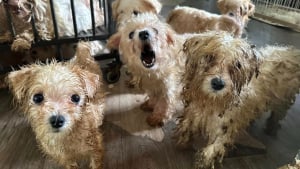 Illustration : "Dès qu’on franchit la porte, les yeux brûlent", l’enfer découvert derrière une maison abritant 110 chiens 